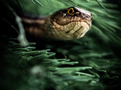 Rocky Mountain National Park