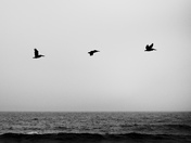 Olympic National Park