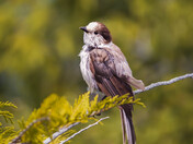 Olympic National Park