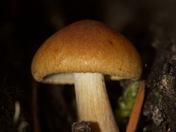 Glacier National Park