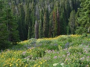 Yellowstone National Park