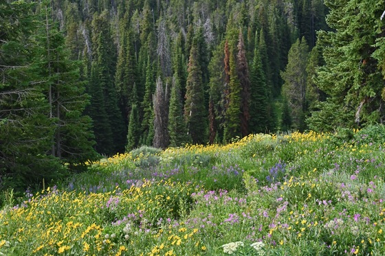 Yellowstone National Park