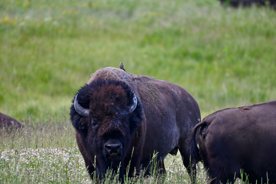 Yellowstone National Park