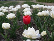 Floral Library on the National Mall