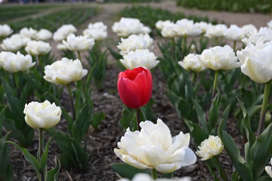 Floral Library on the National Mall