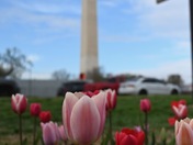 Floral Library on the National Mall