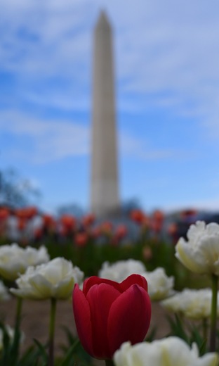 Floral Library on the National Mall