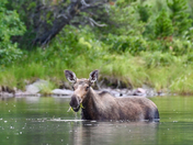 Glacier National Park