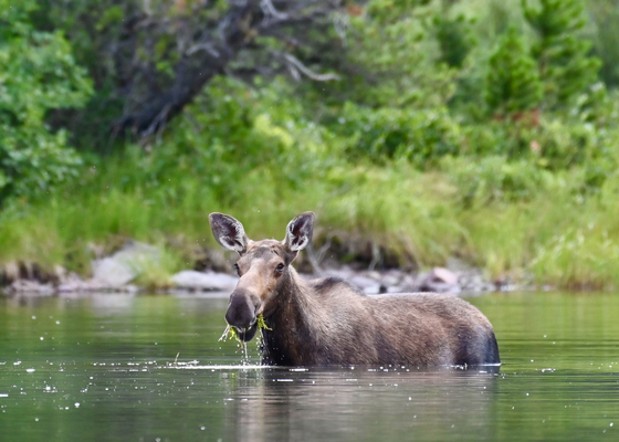 Glacier National Park