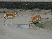 Seedskadee National Wildlife Refuge