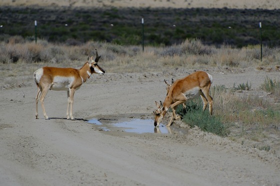 Seedskadee National Wildlife Refuge