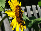 Buzzing in the Breeze 