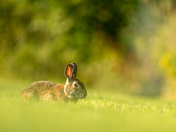 Eastern Cottontail Rabbit