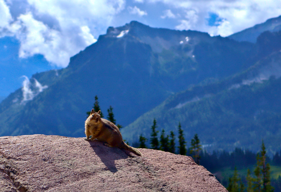 Mt. Rainier National Park