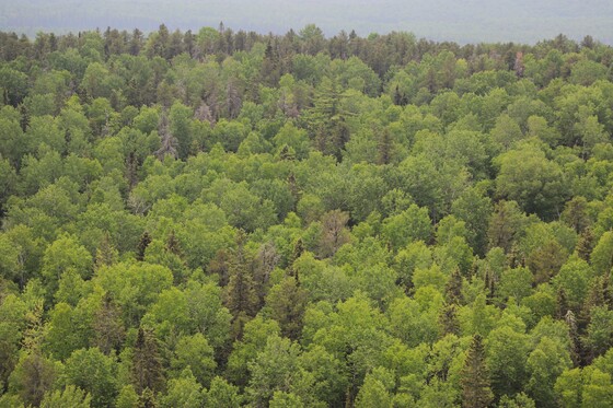 Superior National Forest - Boundary Waters Canoe Area Wilderness