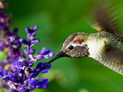 Hummingbird at end summer