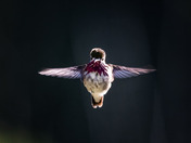 Calliope Hummingbird