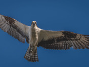 Osprey makes eye contact