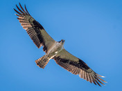 Osprey makes eye contact