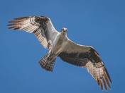 Osprey makes eye contact