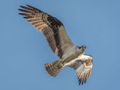 Osprey makes eye contact