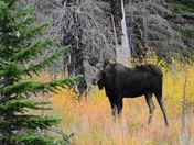 Brainard Lake Recreation Area