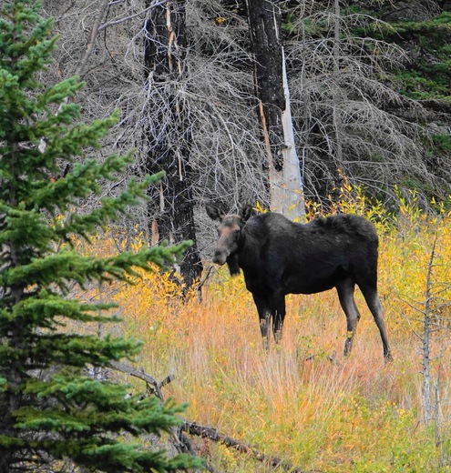 Brainard Lake Recreation Area