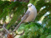 Brainard Lake Recreation Area 
