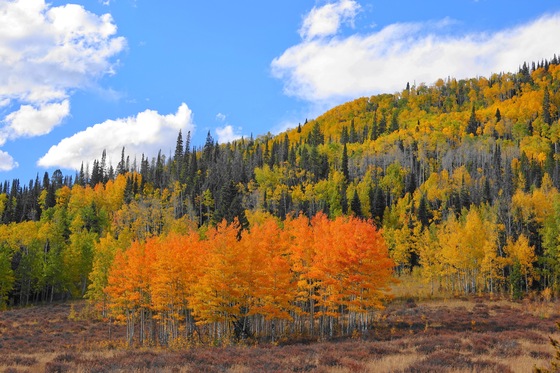 Roosevelt National Forest
