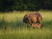 Great Smoky Mountain National Park