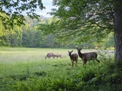 Great Smoky Mountain National Park