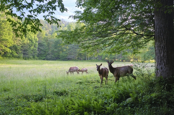 Great Smoky Mountain National Park