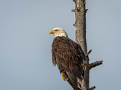 Bald Eagle watching the sun rise.