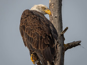 Bald Eagle - Does this branch make my butt look big?