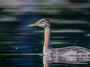 Juvenile Red-necked Grebe