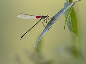 American Rubyspot