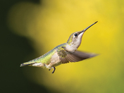 Female Ruby-throated 