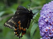 Beauty in the backyard