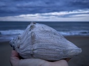 Shell at Dusk: Cape Hatteras National Seashore