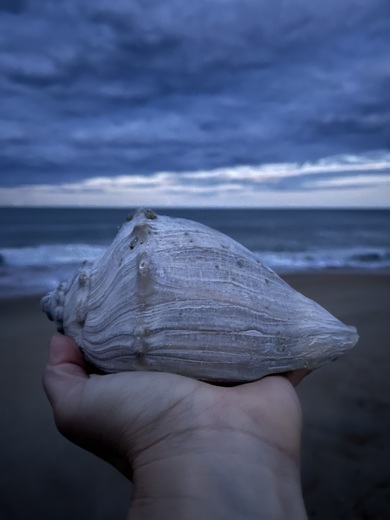 Shell at Dusk: Cape Hatteras National Seashore