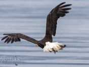 Eagle paradise 