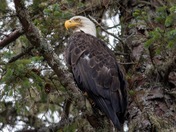 Eagle paradise 