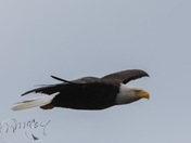 Eagle paradise 