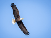 Bald Eagle in Flight