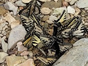 Abraham Lincoln Birthplace National Historical Park