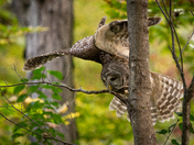 Barred Owl Stretching Wings