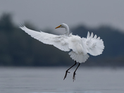 Great egret