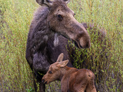 Grand Teton National Park