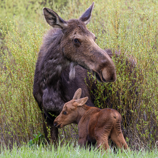 Grand Teton National Park