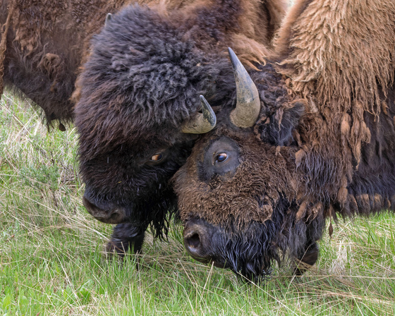 Yellowstone National Park